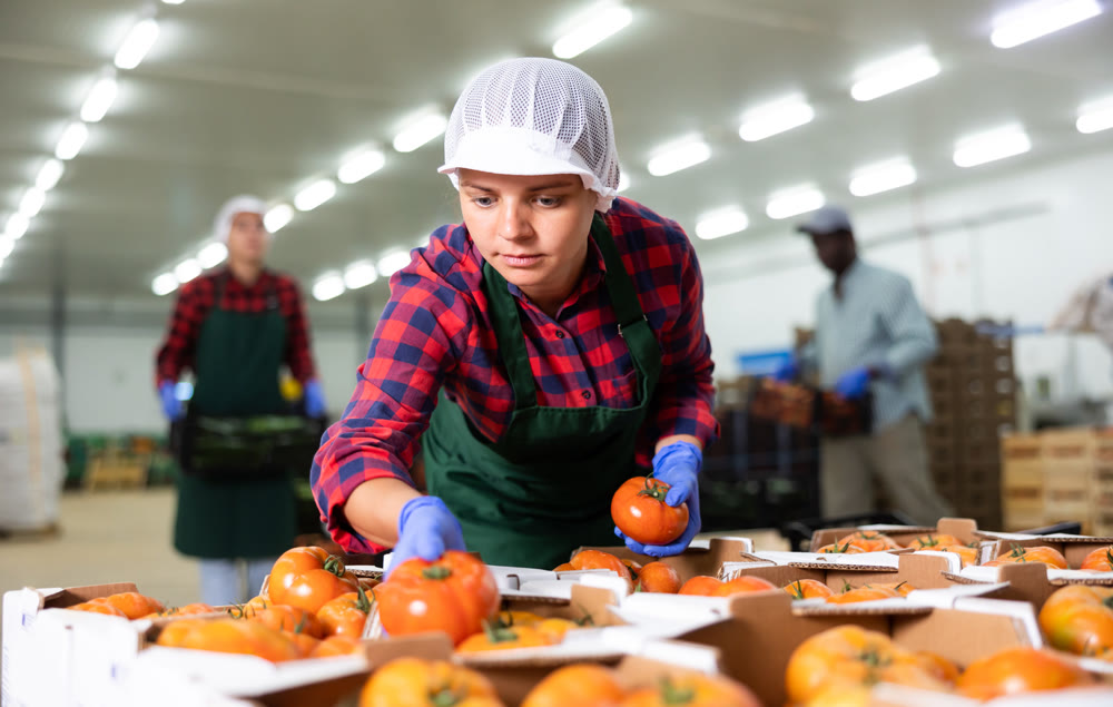 Woman worker checks and sorts ripe tomatoes in warehouse