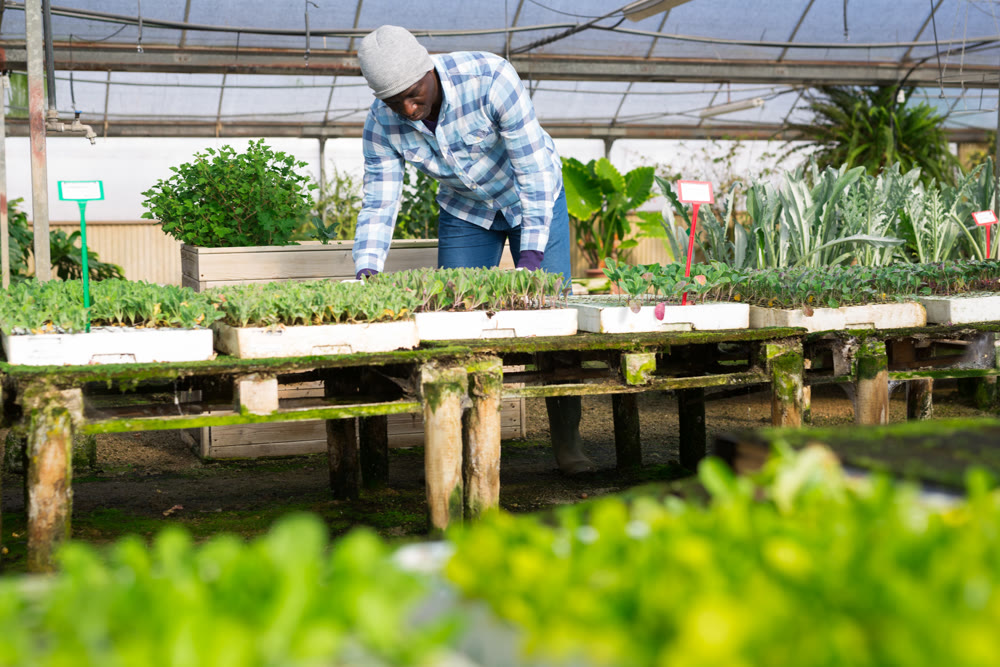 Male greenhouse worker carries a box of basil sprouts in hands