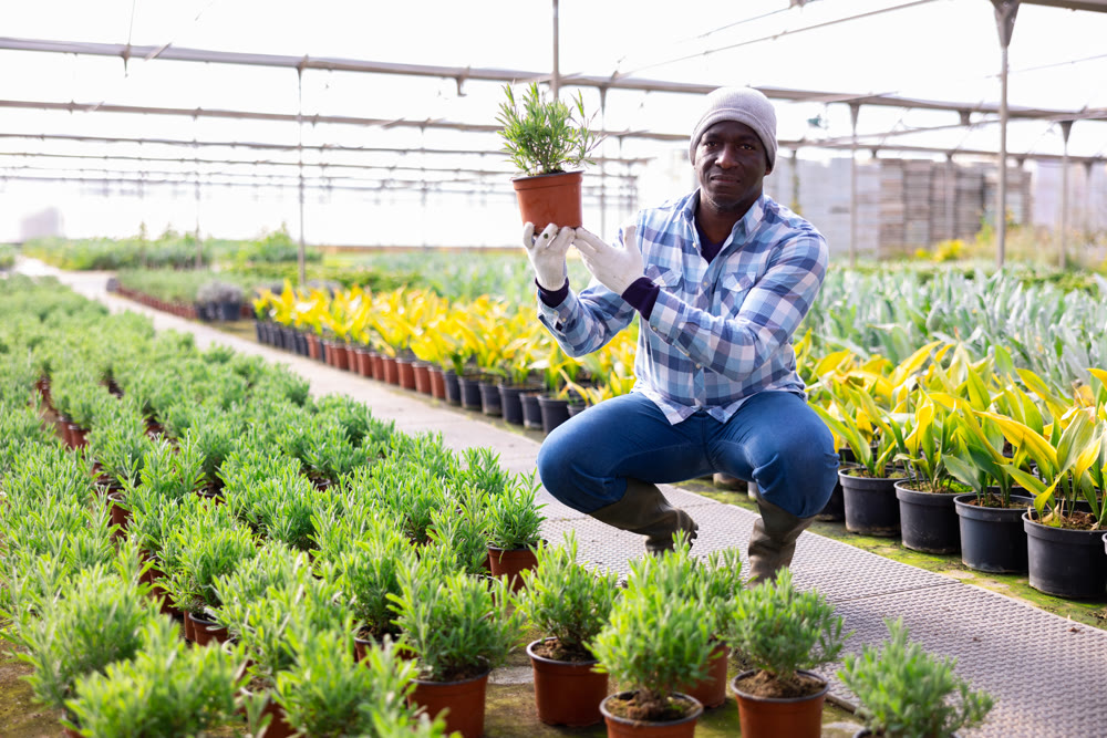 Man gardener holding green seedlings in pot