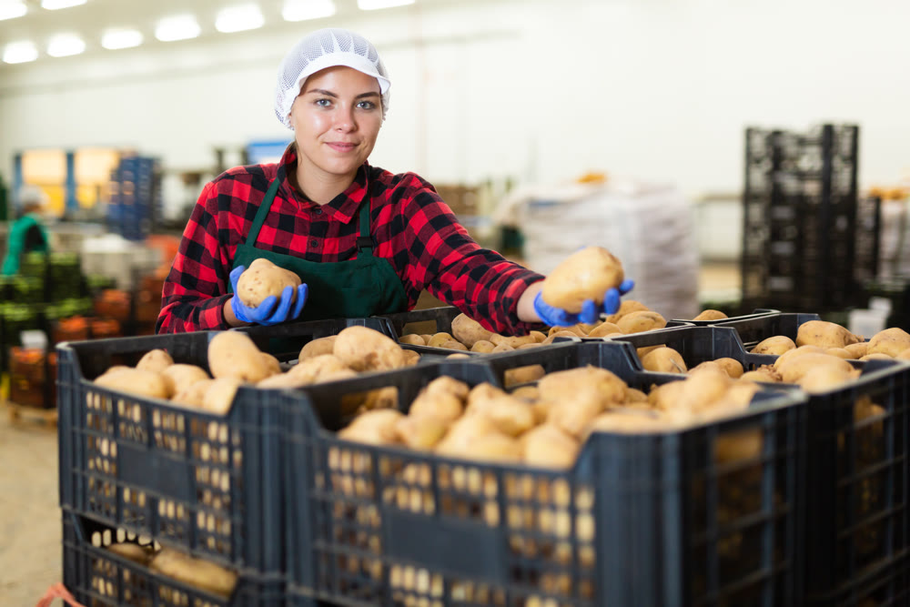 Young woman farmer inspects potatoes from crates