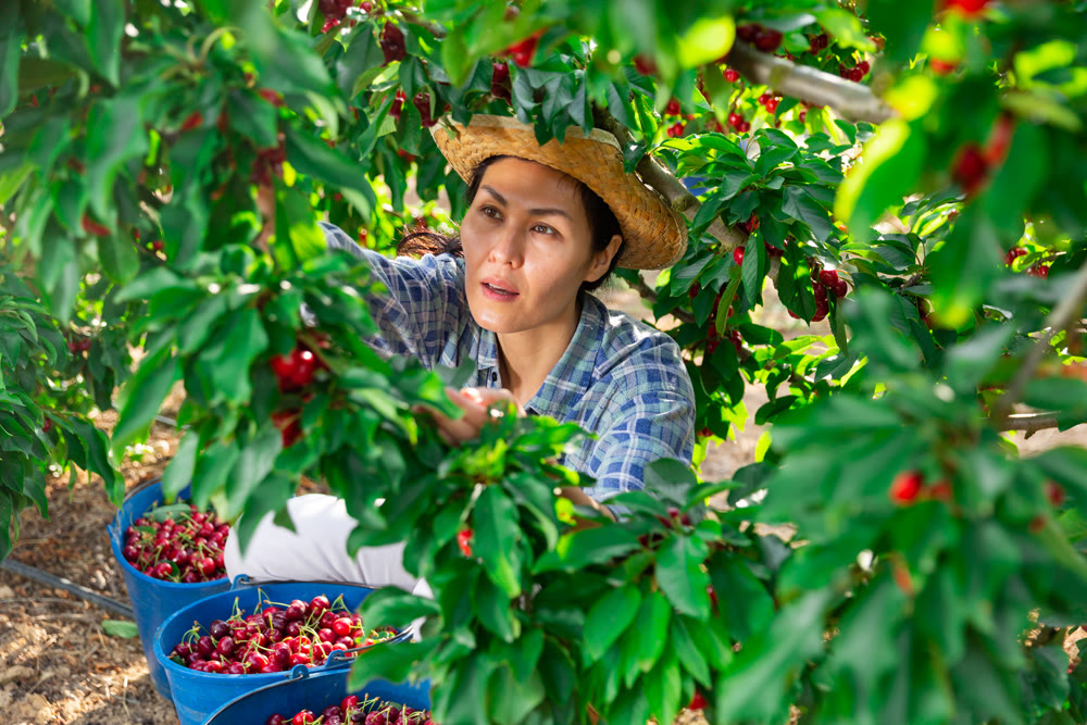 Portrait of cheerful female worker picking cherry