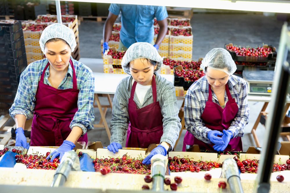 Women are sorting cherries
