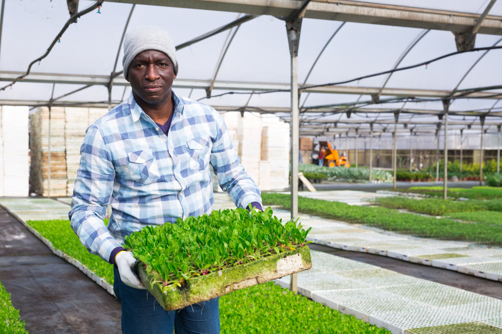 Farmer holding trays for seedling with lettuce