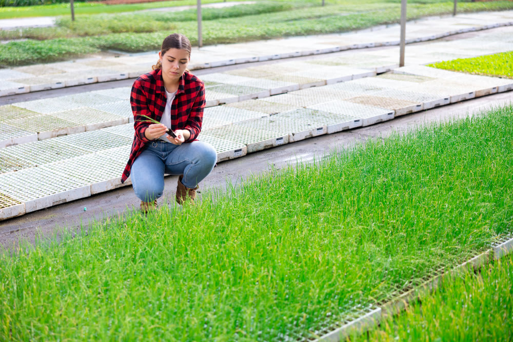 Female gardener holding onion sprouts at greenhouse
