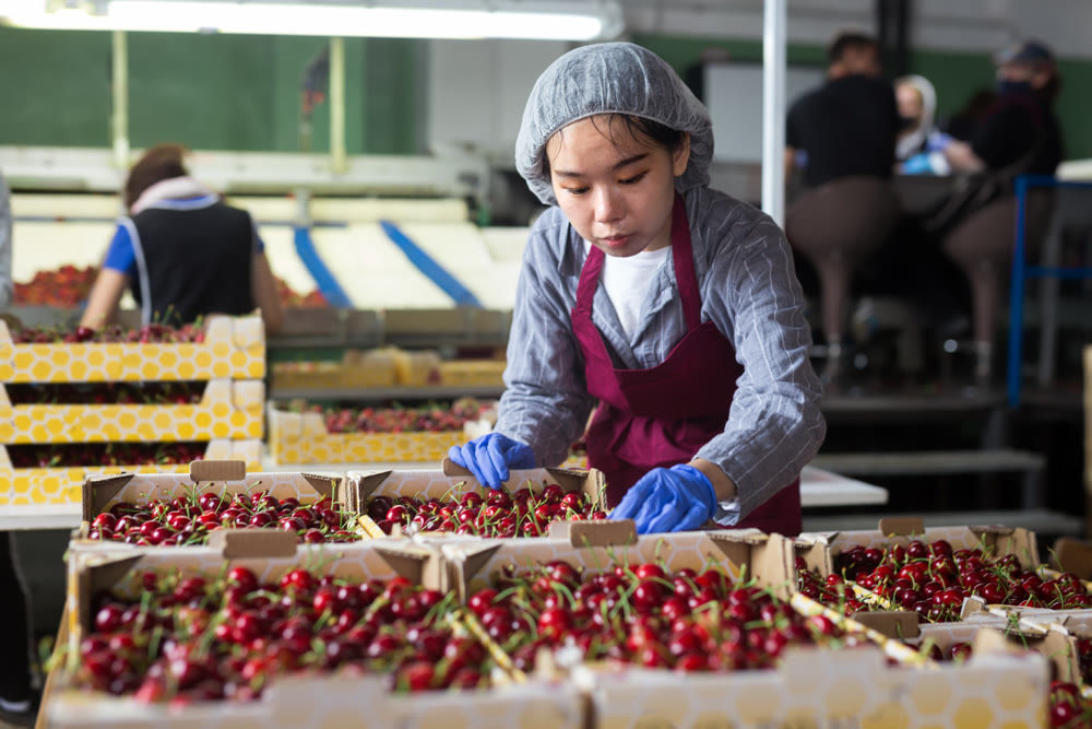 Positive woman working on fruit sorting line at warehouse, checking quality of cherry