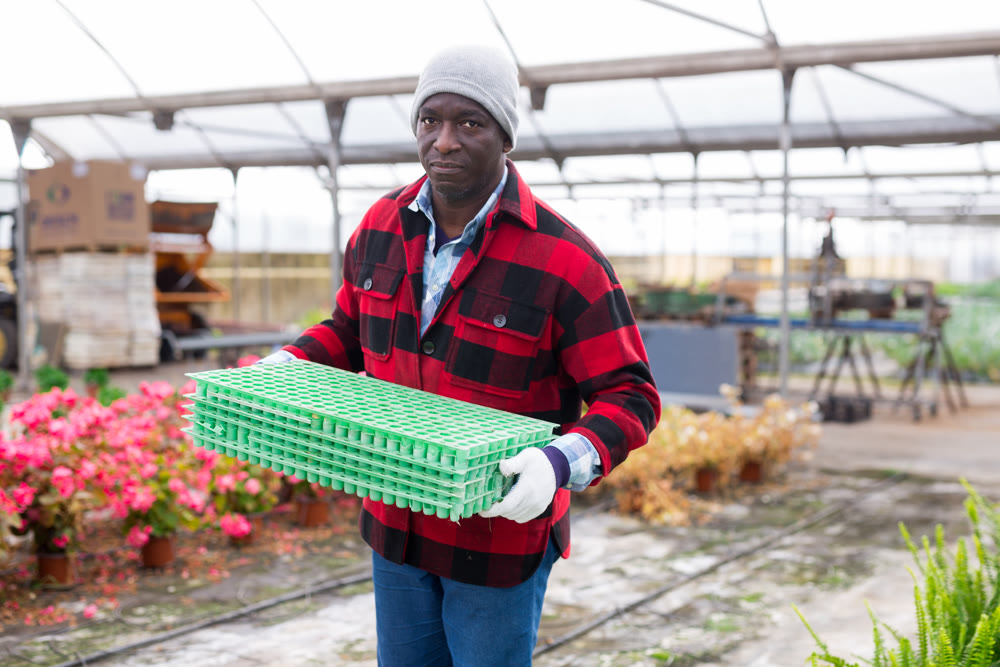 Farmer holding seed trays for seedlings in glasshouse