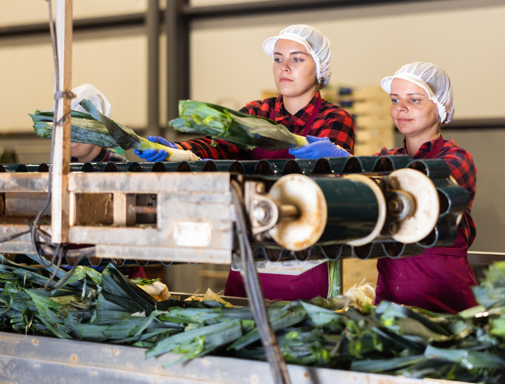 Young women farmers sort leeks