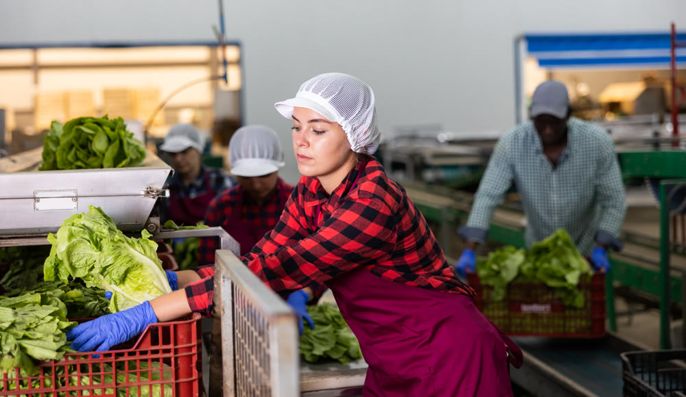Young woman sorts Peking cabbage from crates