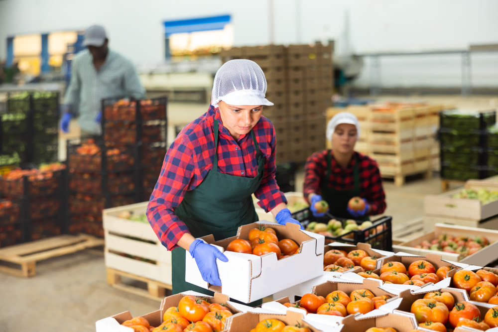 Women stack crates of tomatoes in vegetable factory warehouse