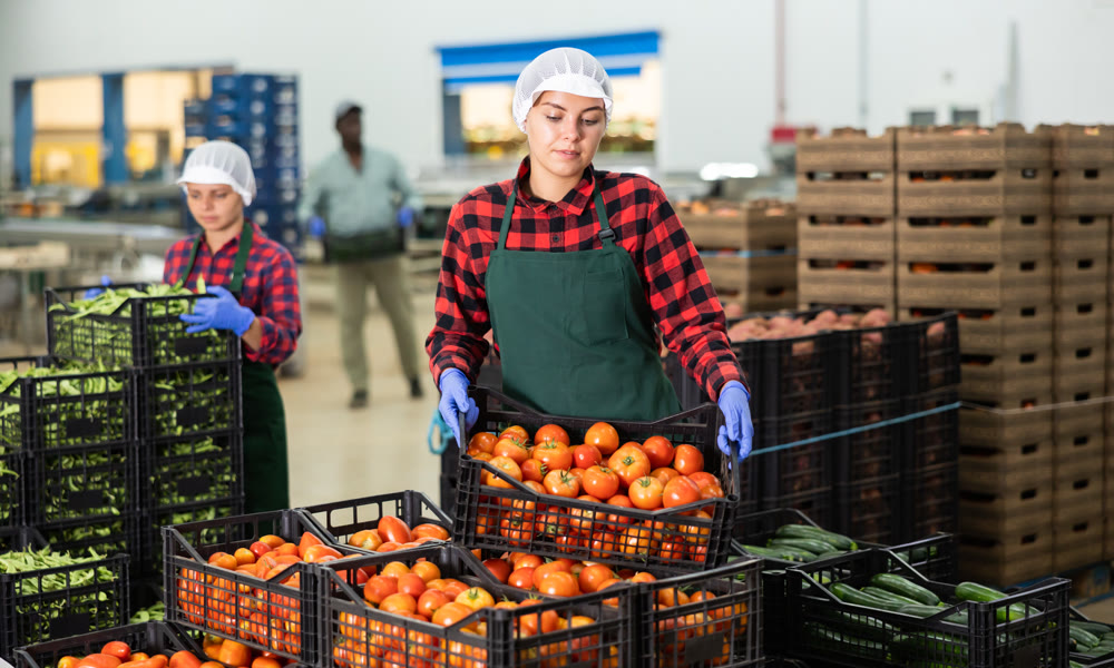 Young woman farmer puts crates of tomatoes on top of each other