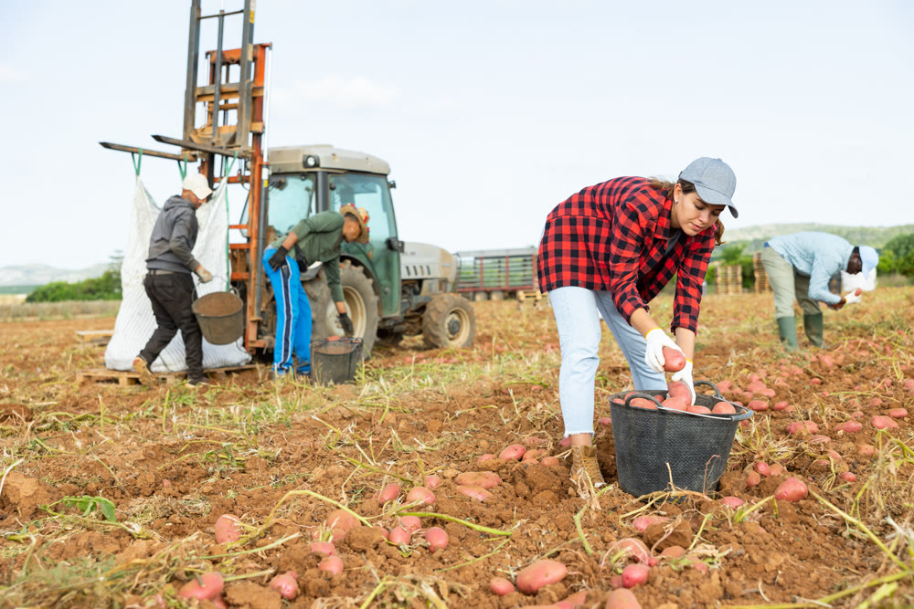 Woman agriculturist gathering potatoes from ground