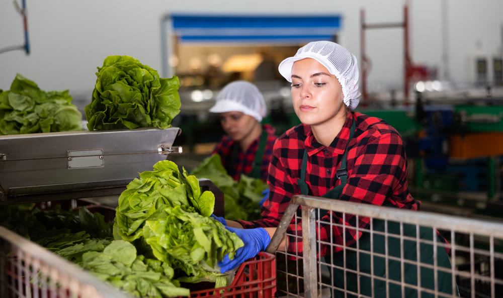Girl in apron stacking lettuce in vegetable warehouse