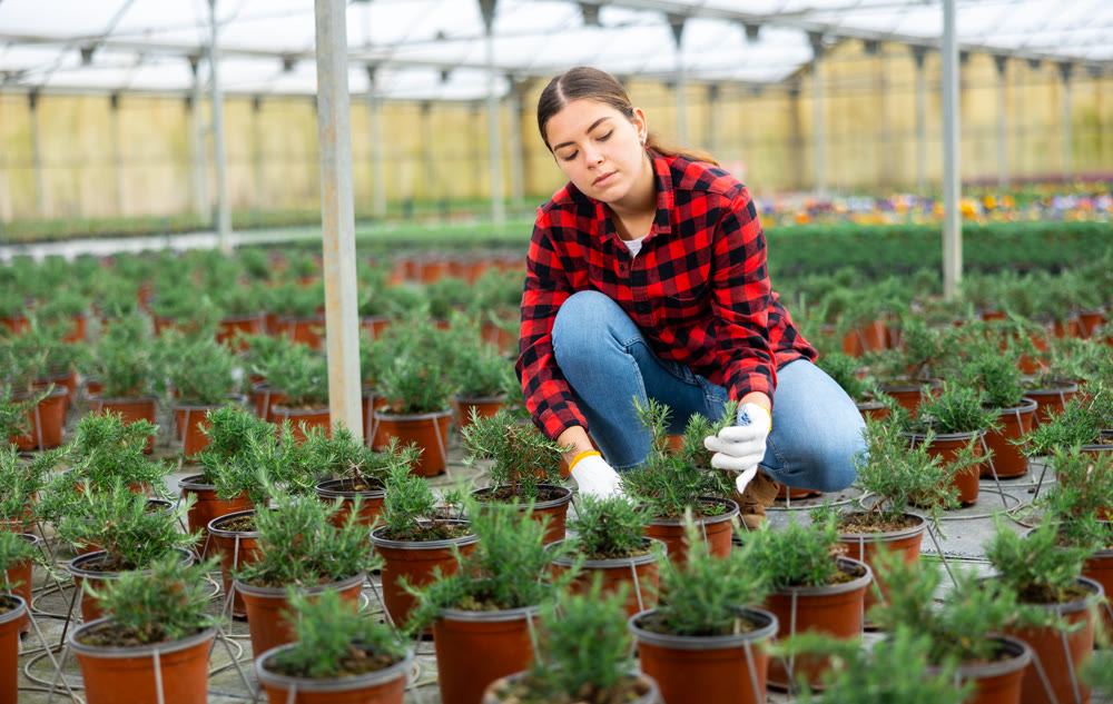 Female greenhouse worker caring for rosemary