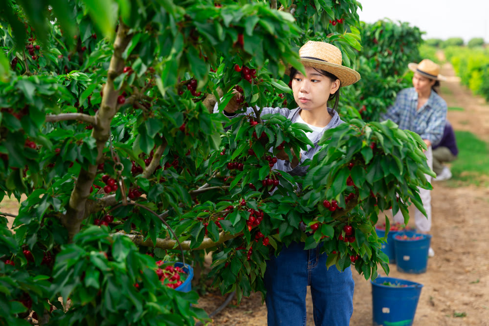 Women picking cherry