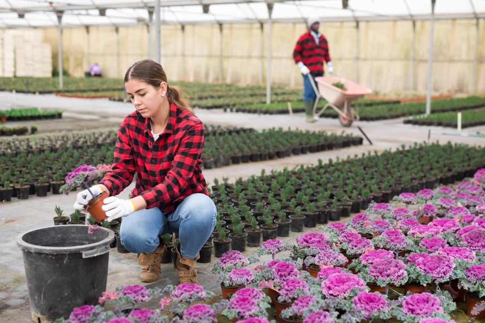 Female florist working with cauliflower plants