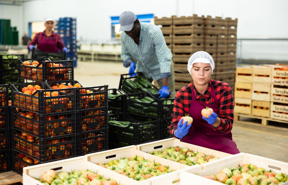 Girl checking quality of tomatoes in vegetable warehouse