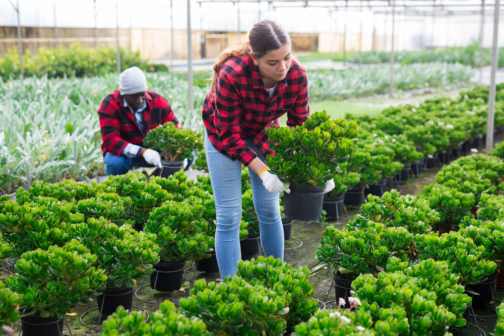 Female gardener holding money tree in greenhouse