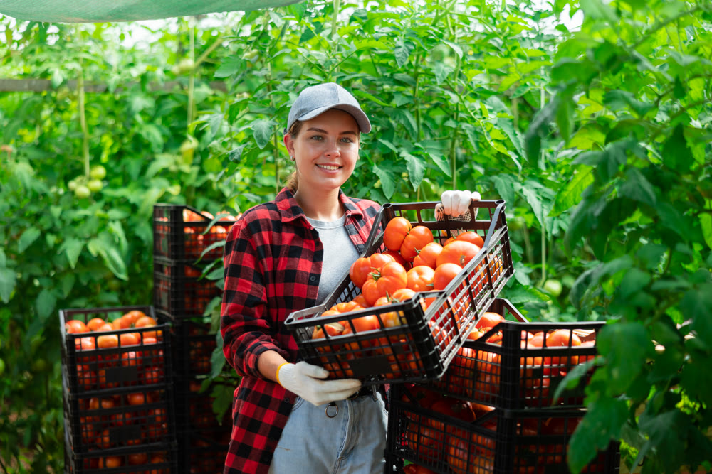 Woman farmer compiling boxes with ripe tomatoes in a greenhouse