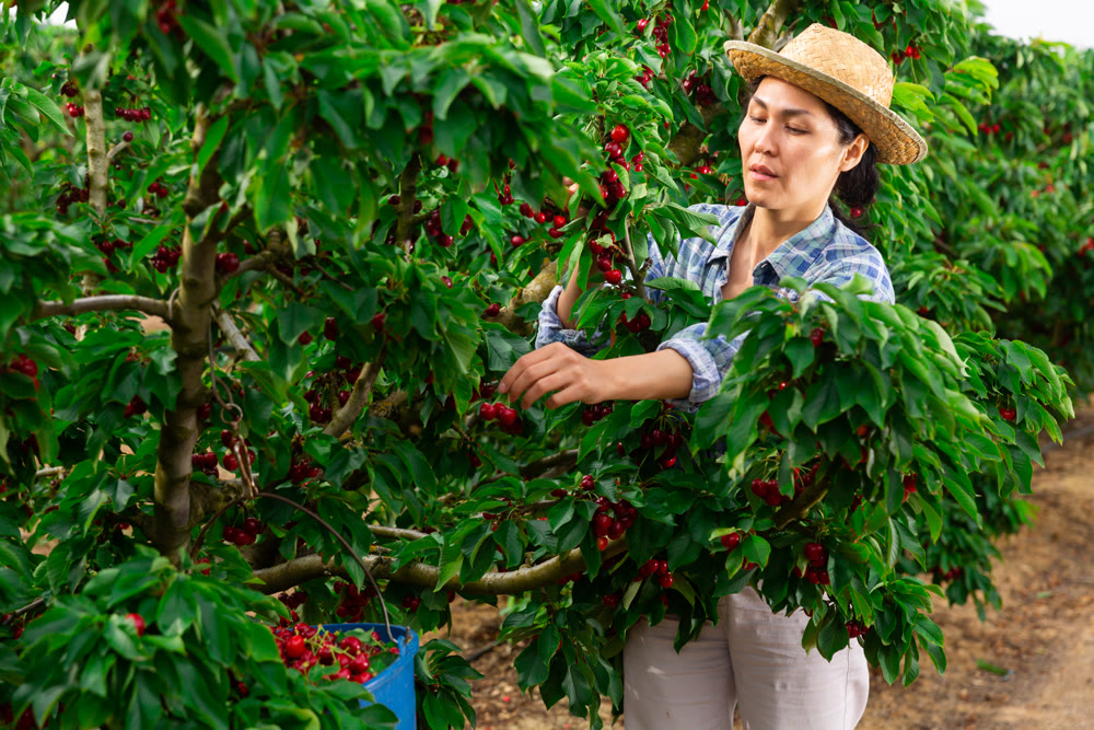 Woman is harvesting red cherries