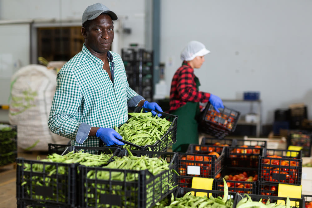 Loader dragging boxes of beans in vegetable processing factory