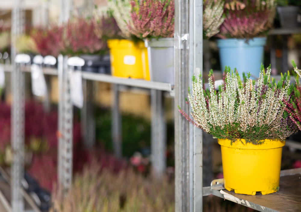 Richly blooming heather with white and lilac flowers grown in pots on flower shop shelf