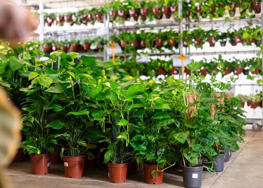 Tall specimens pothos tutor stand on floor, climbing vines presented on display in hanging pots