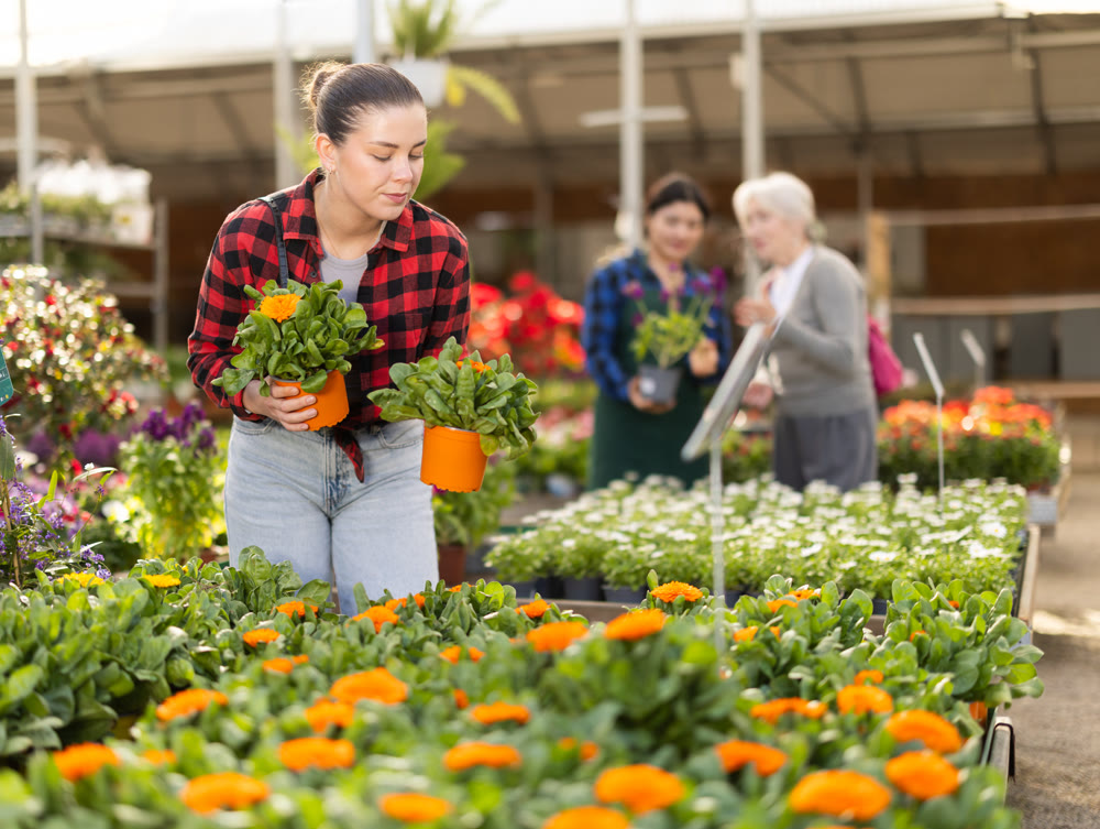 Young female customer near display case with calendula carefully selects pot with seedlings.