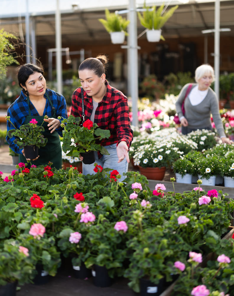 Female shopper selects a potted geranium. The seller helps you choose beautiful plant