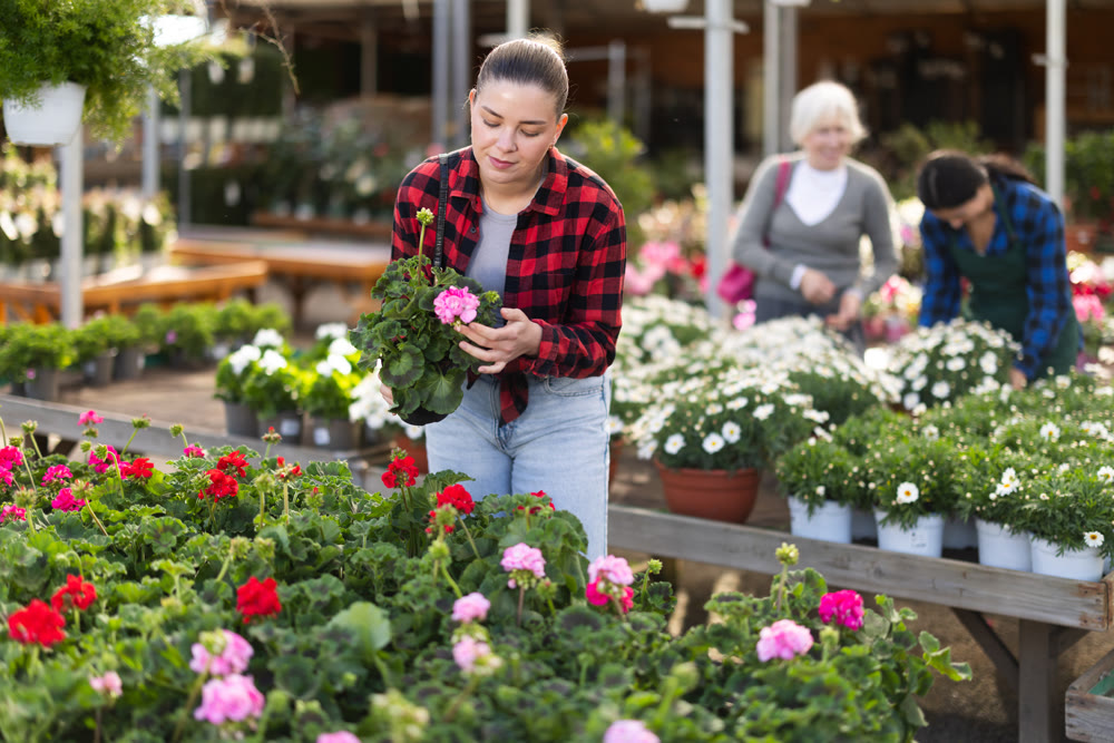 Young woman choosing geranium in flower shop