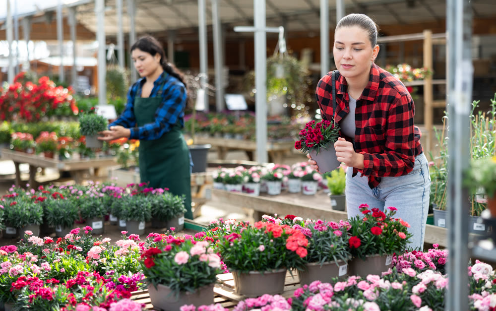 Young woman choosing garden carnation in flower shop