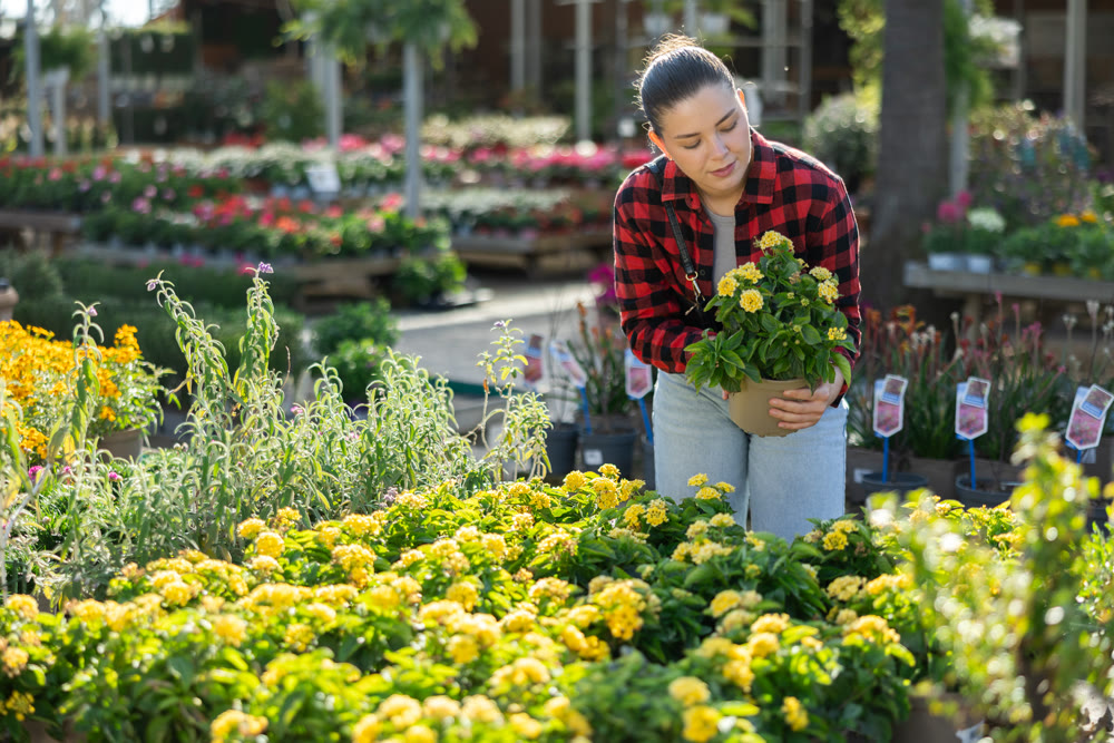 Young woman choosing lantana in flower shop