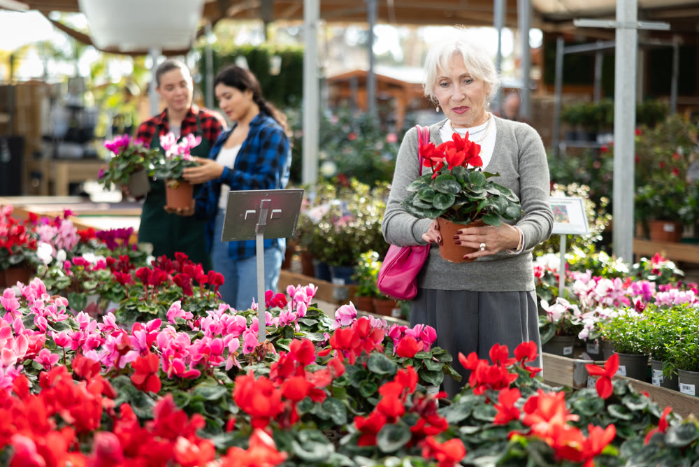 Elderly woman choosing cyclamen in flower shop