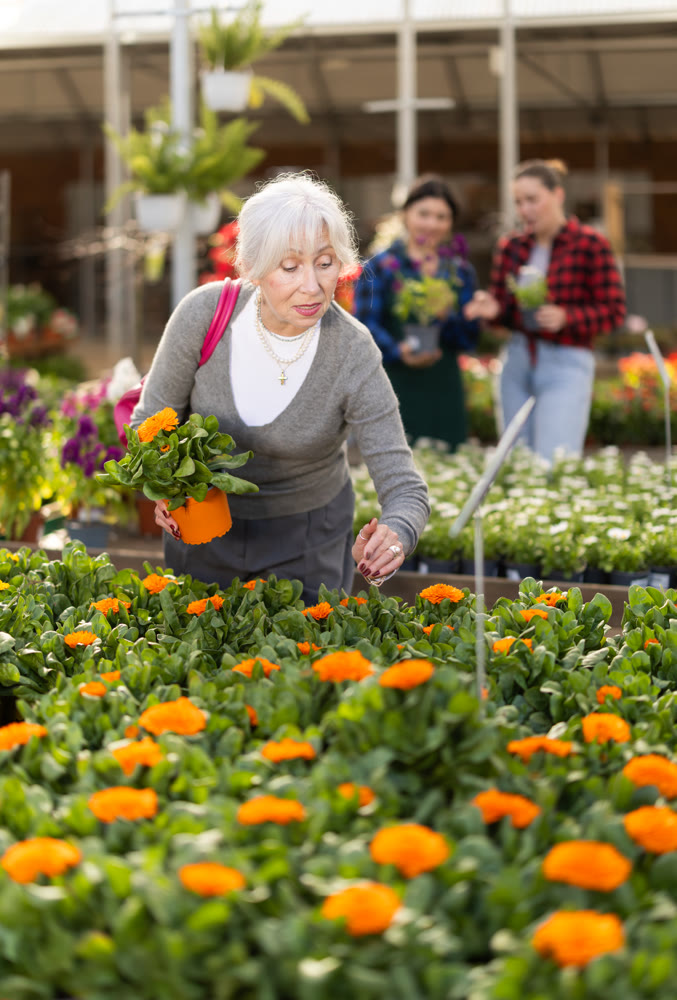 Elderly woman choosing calendula in flower shop