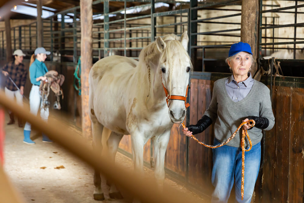 Elderly female farmer holding reins leading white horse through stable