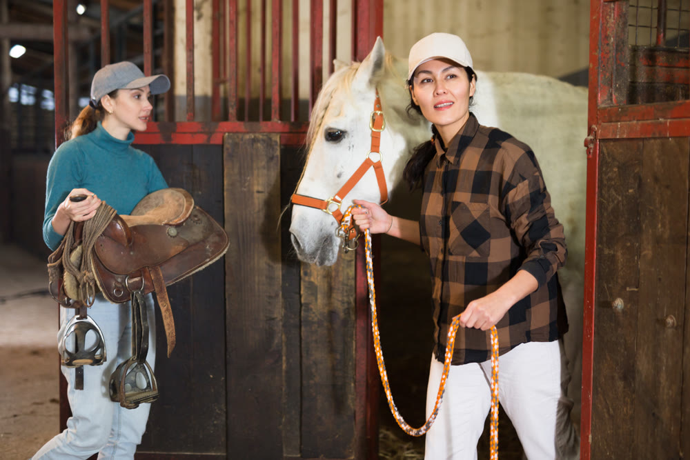 Asian woman leads white horse out of the stall. Another woman carries saddle for horse