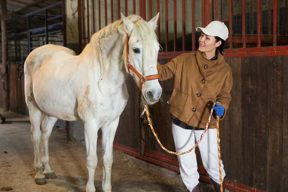 Female stable worker leads a white horse out of stall