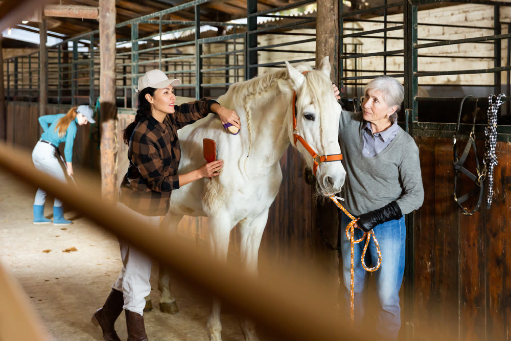 Women brushing white horse in barn