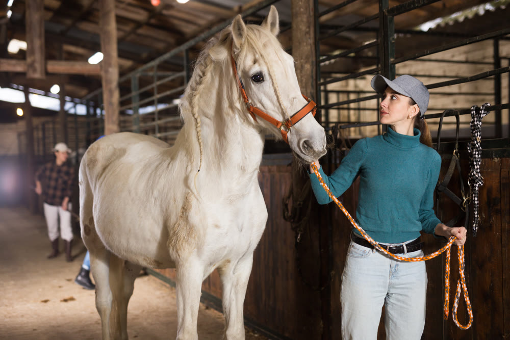 Young female stable worker leading white horse by bridle in barn
