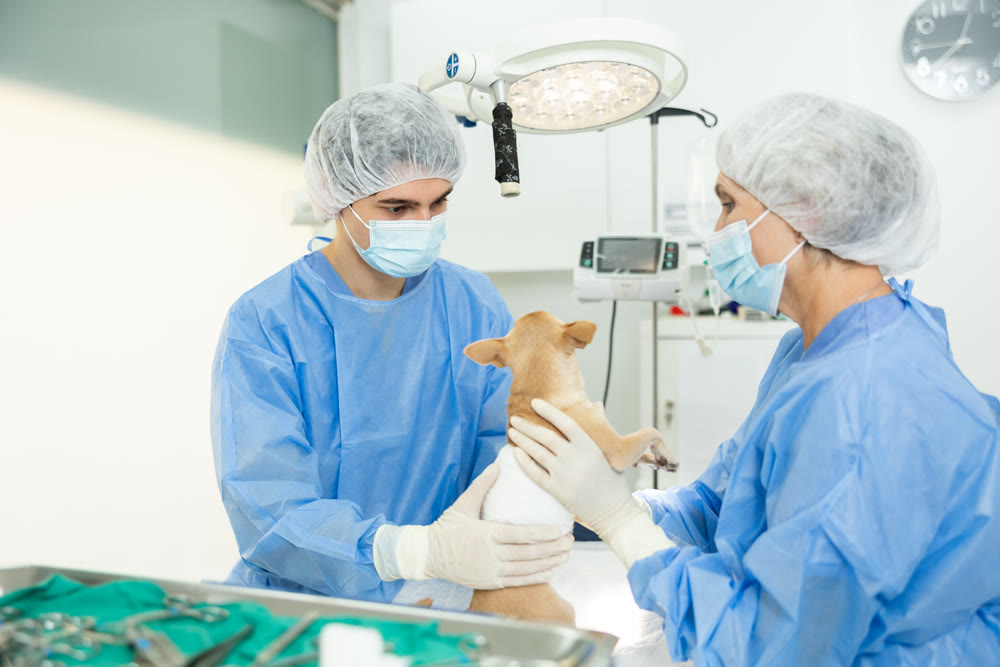 Doctors complete manipulations , treatment of chihuahua dog patient, prepare patient for surgery