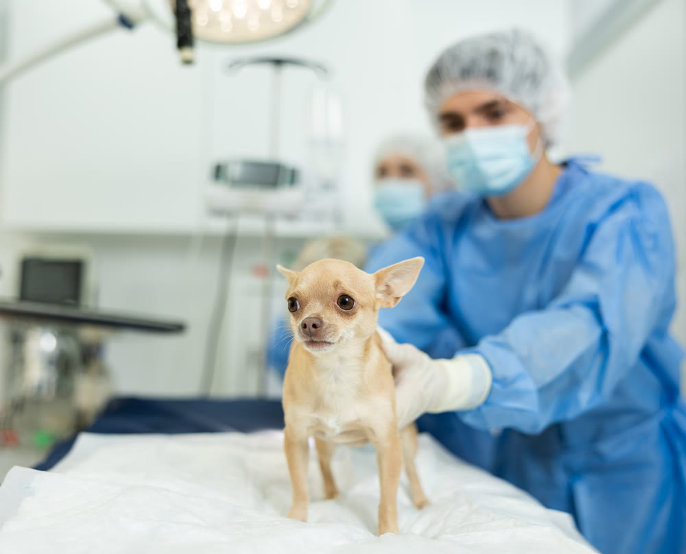 Chihuahua with bandaged belly waiting for postoperative examination in surgical room