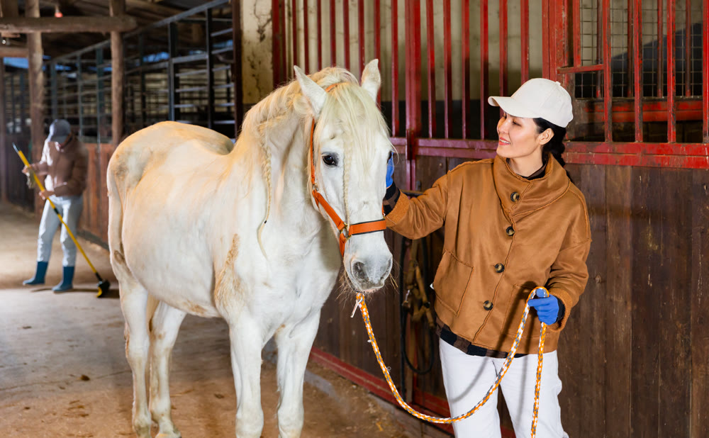 Female stable worker leads a white horse out of stall