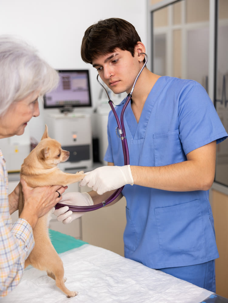 Young veterinarian auscultating heartbeat of chihuahua at veterinary clinic