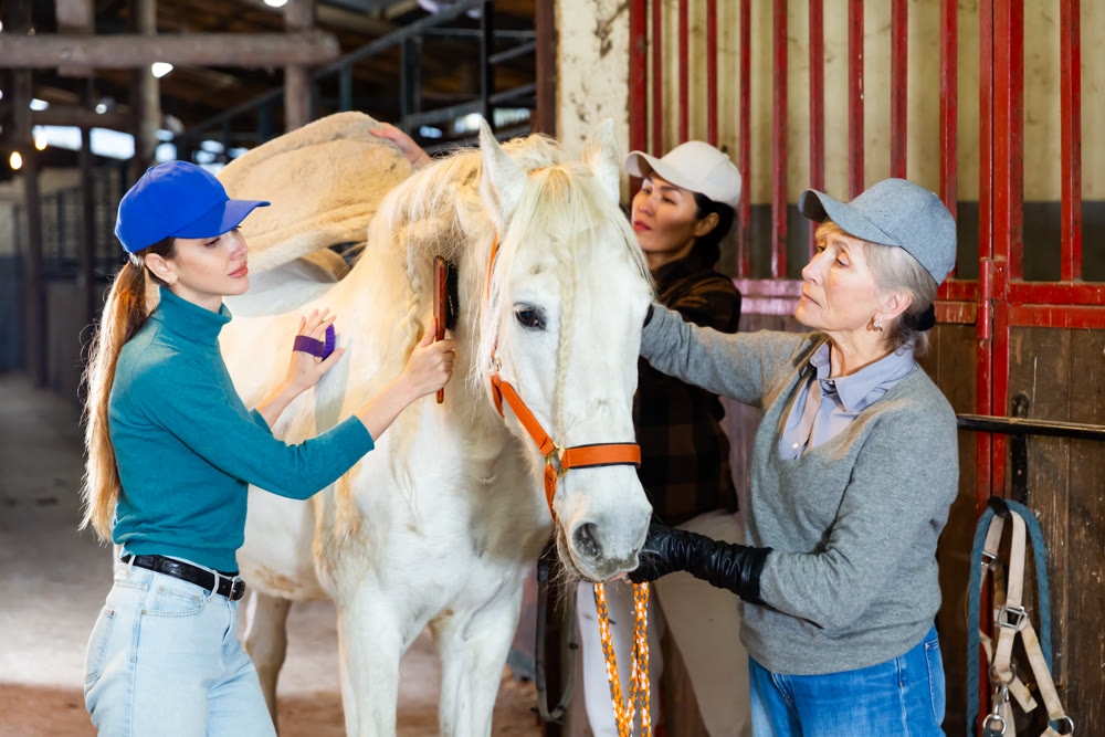 Women caring for a white horse in the stable - brushing withers