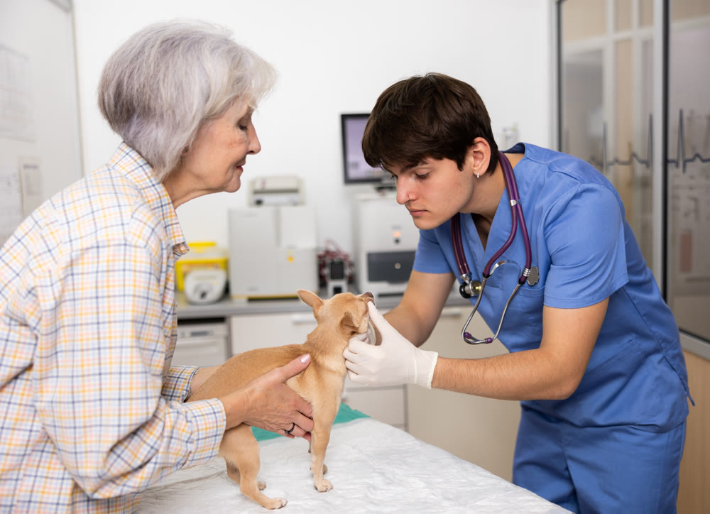 Mature woman owner chihuahua dog holds puppy and helps guy veterinarian of clinic to inspect animal