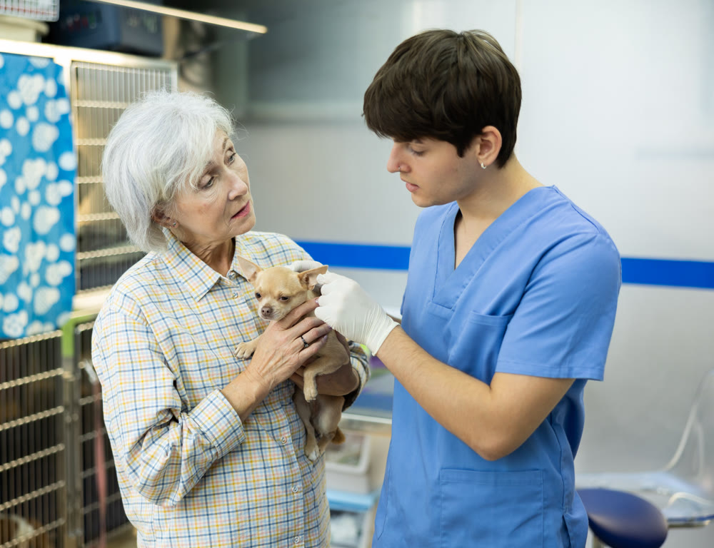 Guy veterinarian communicate with worried senior woman pet owner with Chihuahua in hands