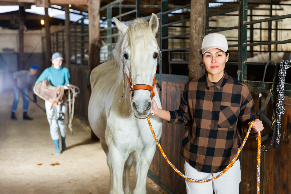 Asian woman leads a white horse by the bridle from stable
