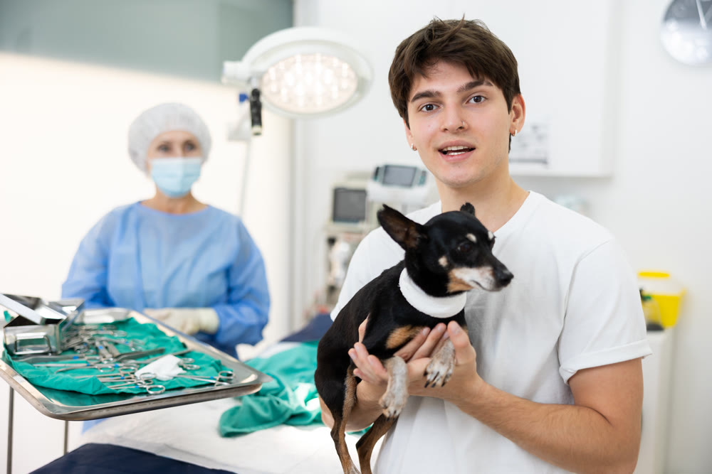 Young man owner hold and cuddles Miniature Pinscher pet after manipulations in veterinary clinic