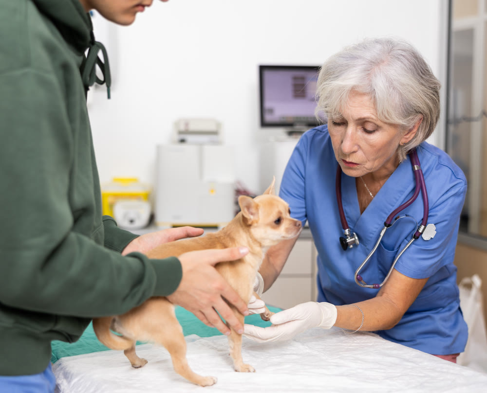 Guy owner chihuahua dog holds puppy and helps elderly woman veterinarian of clinic to inspect animal