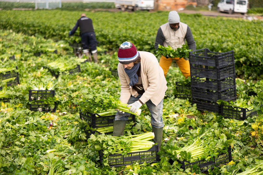 Adult male farmer harvesting celery with team in field