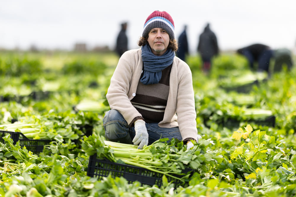 Hired Caucasian man worker with team in field harvesting celery.
